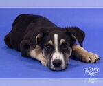 Small American Staffordshire Terrier Mix