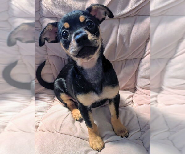 Medium Photo #3 Jack Chi Puppy For Sale in Olalla, WA, USA