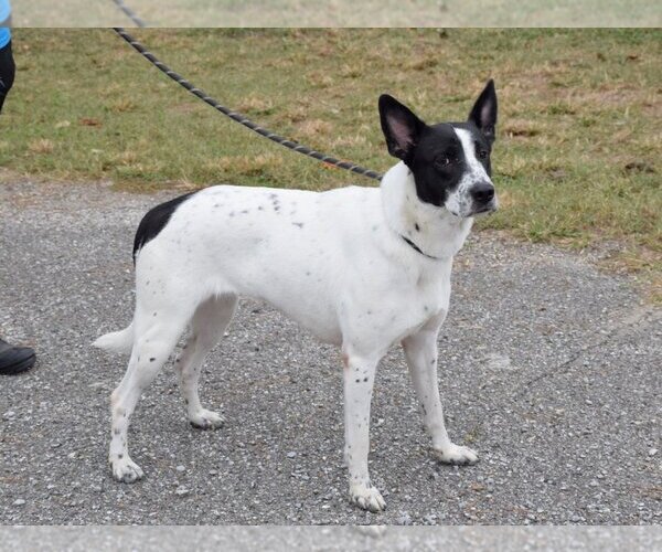Medium Photo #3 Canaan Dog-Unknown Mix Puppy For Sale in Anniston, AL, USA
