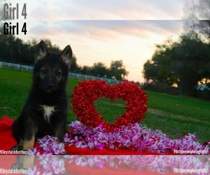 German Shepherd Dog-Siberian Husky Mix Puppy for sale in MULBERRY, FL, USA