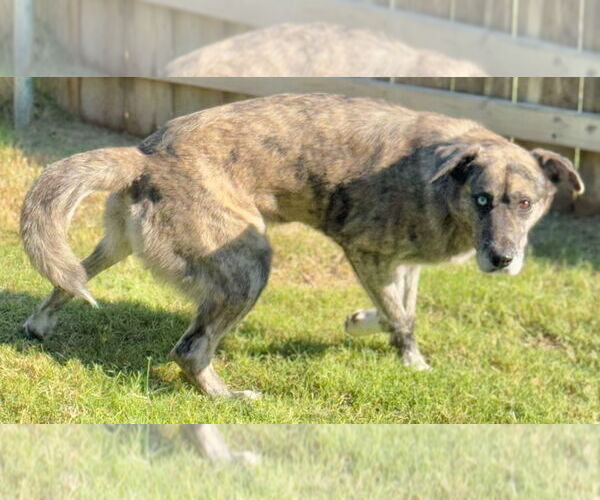 Medium Photo #2 - Mix Puppy For Sale in Great Bend, KS, USA