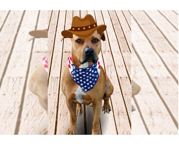 Medium Photo #5 Black Mouth Cur-Unknown Mix Puppy For Sale in Sanford, FL, USA