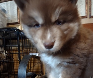 Siberian Husky Puppy for sale in MIO, MI, USA