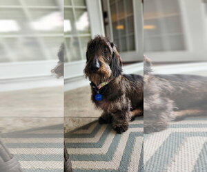 Dachshund Dogs for adoption in Fruitland, SC, USA