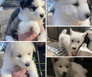 Alusky Puppy for sale in CLAREMORE, OK, USA