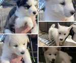 Small Photo #1 Alusky Puppy For Sale in CLAREMORE, OK, USA