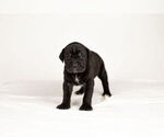 Small Photo #7 Mastiff-Neapolitan Mastiff Mix Puppy For Sale in BRISTOL, IN, USA