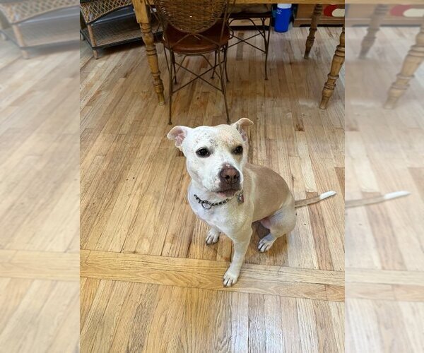 Medium Photo #2 American Pit Bull Terrier-Labrador Retriever Mix Puppy For Sale in New York, NY, USA