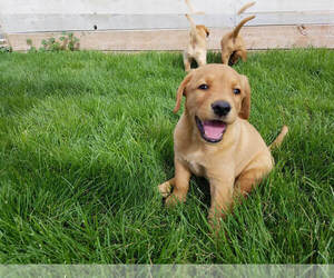 Labrador Retriever Puppy for sale in YAKIMA, WA, USA