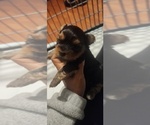 Small #6 Yorkshire Terrier