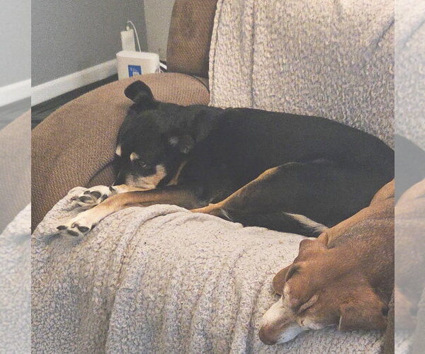 Medium Photo #4 German Shepherd Dog-Unknown Mix Puppy For Sale in Rootstown, OH, USA