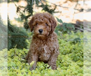 Cavapoo (Miniature) Puppy for sale in LANCASTER, PA, USA