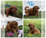 Image preview for Ad Listing. Nickname: Litter of 5