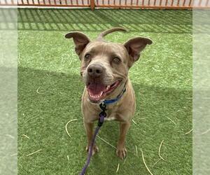 Mutt Dogs for adoption in Las Vegas, NV, USA