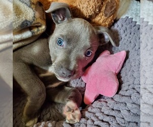 American Staffordshire Terrier Puppy for sale in HIGHLAND PARK, CA, USA