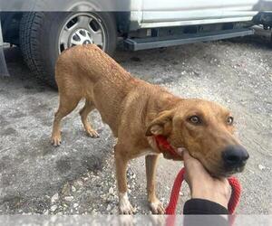 Labrador Retriever-Unknown Mix Dogs for adoption in Houston, TX, USA
