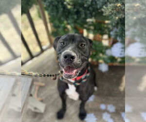 Labrador Retriever-Unknown Mix Dogs for adoption in Louisville, KY, USA