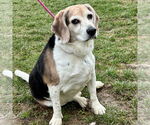 Small #2 Beagle