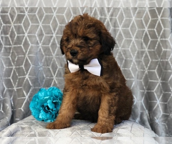 Medium Photo #6 Aussiedoodle Puppy For Sale in LAKELAND, FL, USA