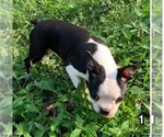 Small Photo #2 Boston Terrier Puppy For Sale in EMIT, NC, USA