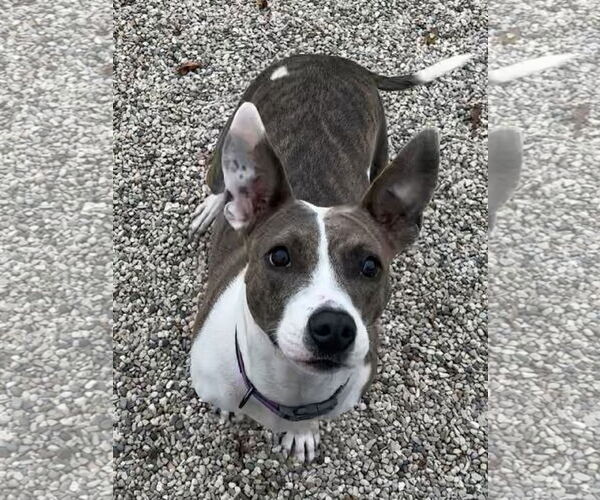 Medium Photo #4 Mutt Puppy For Sale in Jefferson, WI, USA