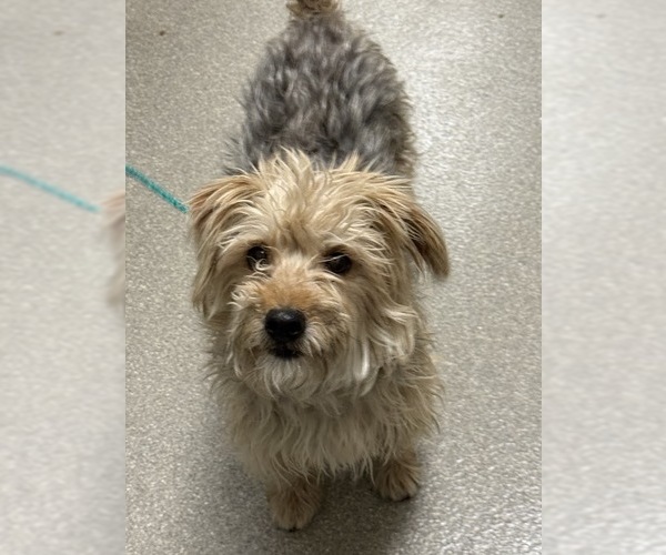 Medium Photo #1 Mutt Puppy For Sale in Las Vegas, NV, USA