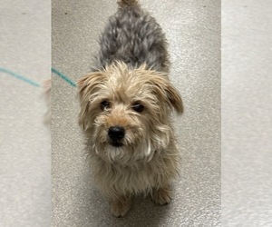 Mutt Dogs for adoption in Las Vegas, NV, USA
