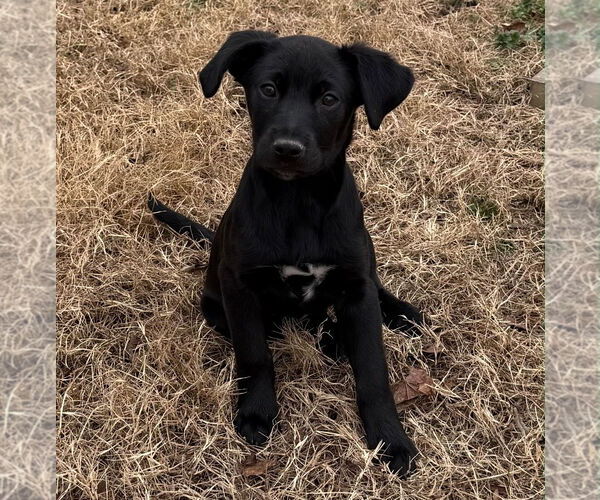 Medium Photo #1 Shepradors Puppy For Sale in Chester, VA, USA