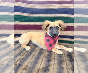 German Shepherd Dog-Unknown Mix Dogs for adoption in Lakewood, CO, USA