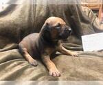 Small Photo #15 American Pit Bull Terrier-Doberman Pinscher Mix Puppy For Sale in HAYESVILLE, NC, USA