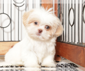 Shih Tzu Puppy for sale in NAPLES, FL, USA