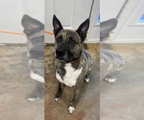 Medium Photo #7 Holland Shepherd Puppy For Sale in Bolivar, MO, USA