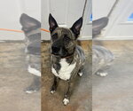 Small #6 Holland Shepherd