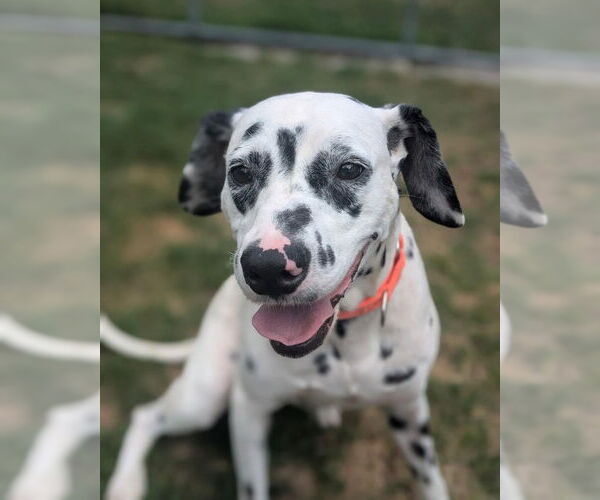 Medium Photo #1 Dalmatian Puppy For Sale in Muskegon, MI, USA
