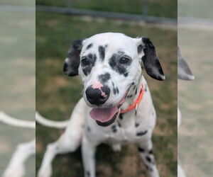 Medium Dalmatian