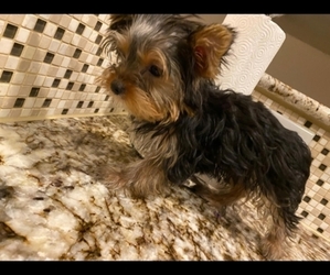 Yorkshire Terrier Puppy for Sale in SAN ANTONIO, Texas USA