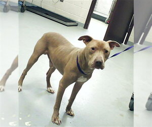 Mutt Dogs for adoption in Fayetteville, NC, USA