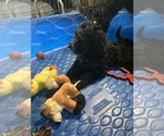 Small #5 Goldendoodle