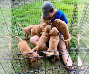 Golden Retriever Litter for sale in GLASGOW, KY, USA