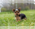 Puppy 0 Yorkshire Terrier