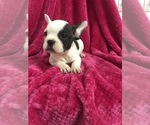 Small Photo #3 French Bulldog Puppy For Sale in HARTVILLE, MO, USA