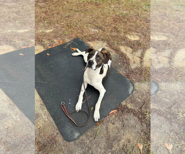 Medium Photo #14 Lab-Pointer Puppy For Sale in Rockaway, NJ, USA