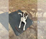 Small #13 Lab-Pointer