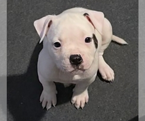 American Bulldog Puppy for sale in WEST GROVE, PA, USA