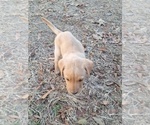 Small #12 Labrador Retriever