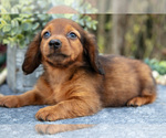 Small #2 Dachshund