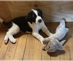 Puppy Katara Cane Corso-Saint Bernard Mix