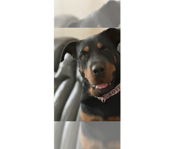 Medium Photo #1 Rottweiler-Unknown Mix Puppy For Sale in Gilbert, AZ, USA
