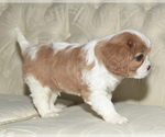 Small Photo #4 Cavalier King Charles Spaniel Puppy For Sale in SAINT MARYS, KS, USA