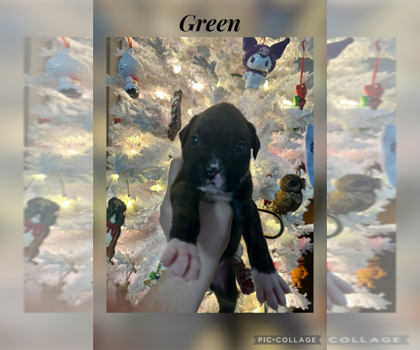 Medium Photo #1 Boxer Puppy For Sale in RALEIGH, NC, USA